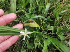 Eleutherine latifolia