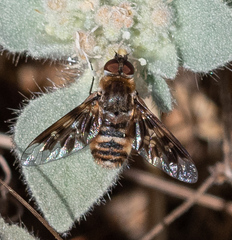 Thyridanthrax nugator