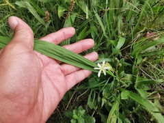 Eleutherine latifolia