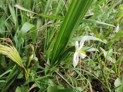 Eleutherine latifolia