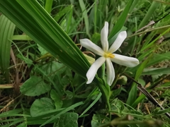 Eleutherine latifolia