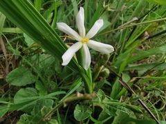 Eleutherine latifolia