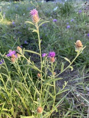 Centaurea thuillieri