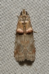 Trachonitis cristella