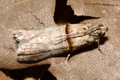 Trachonitis cristella