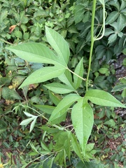 Passiflora incarnata