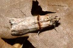Trachonitis cristella