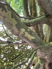 Parrotia