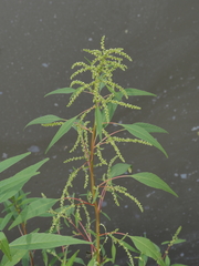 Amaranthus cannabinus