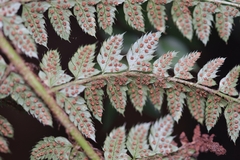 Polystichum setiferum