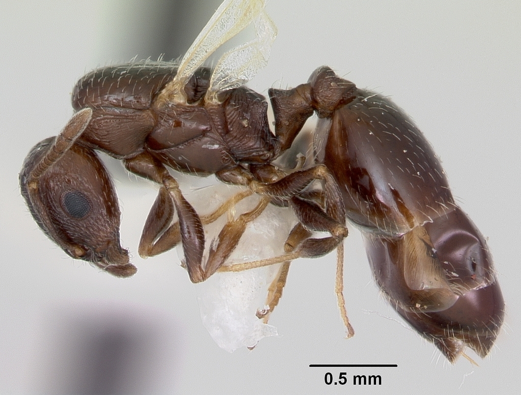 Acorn Ants