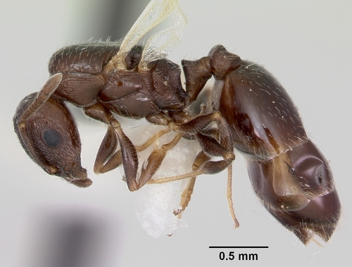 Temnothorax adustusTemnothorax adustus
