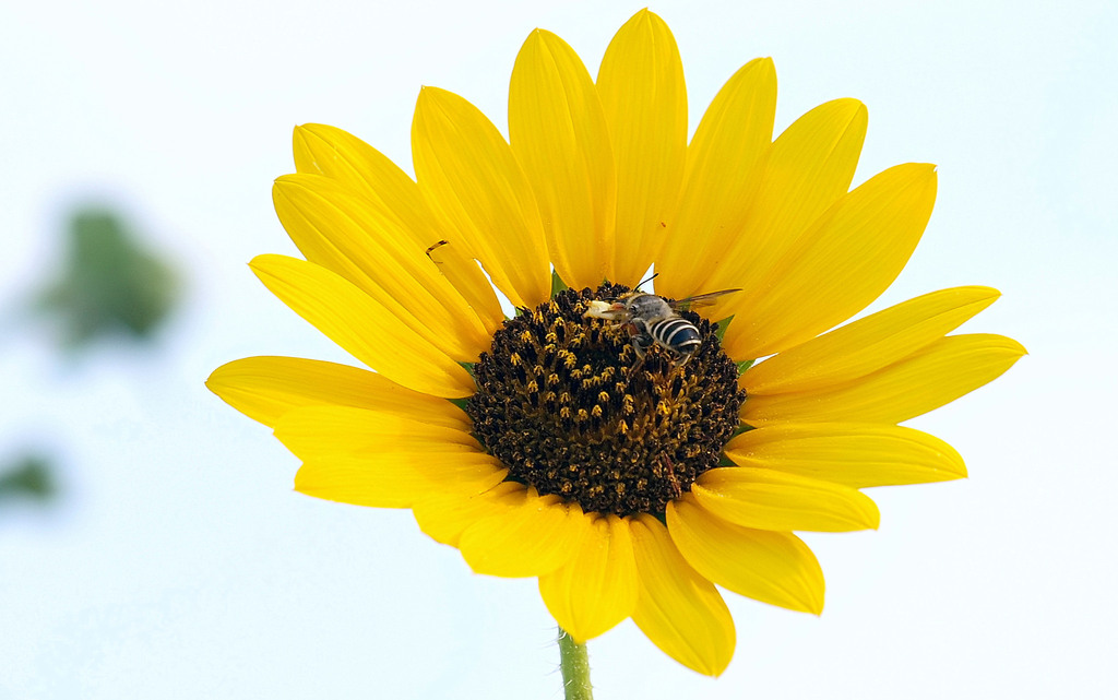 Megachile policaris from hidden pond & nature trail Burleson, TX, USA