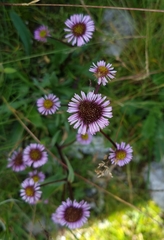 Erigeron alpinus