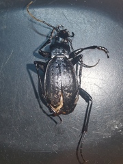 Oreocarabus