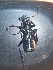 Oreocarabus