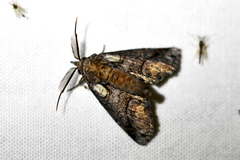 Paectes abrostolella