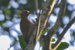 Dryobates maculifrons