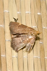 Hypsopygia rubidalis