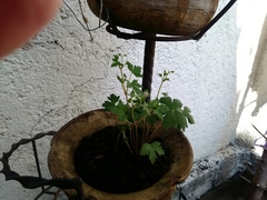 Magnoliopsida