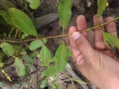 Laguncularia racemosa