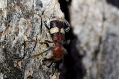 Enoclerus quadrisignatus