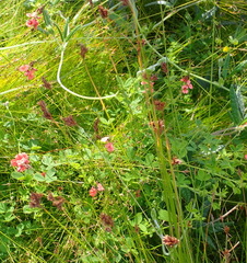 Indigofera erecta
