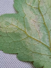 Phytomyza horticola