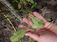 Laguncularia racemosa