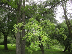 Pyrus communis communis