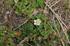 Fragaria hayatae