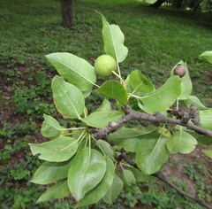 Pyrus communis communis
