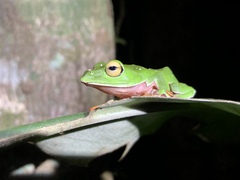 Zhangixalus aurantiventris