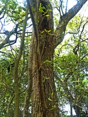 Laguncularia racemosa