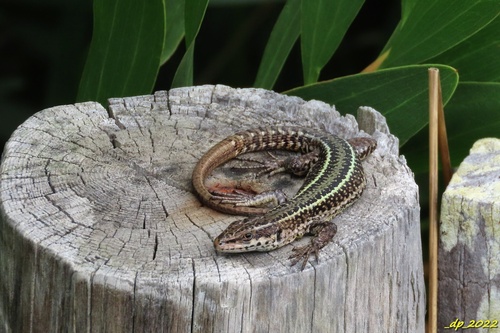 Bocage's Wall Lizard