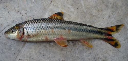 Leporellus retropinnis