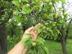 Pyrus communis communis