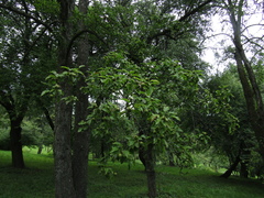 Pyrus communis communis