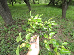 Pyrus communis communis