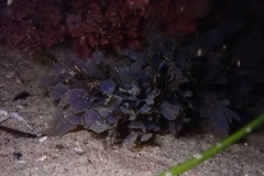 Dictyopteris undulata