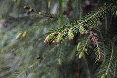 Picea morrisonicola