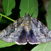 Agrippina Underwing - Photo (c) Todd Fitzgerald, some rights reserved (CC BY-NC), uploaded by Todd Fitzgerald