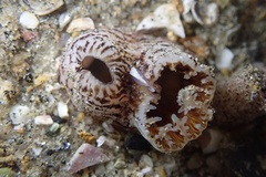 Zirfaea