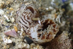 Zirfaea