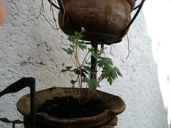 Magnoliopsida