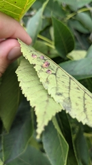 Caryomyia recurvata
