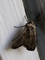 Euxoa ochrogaster