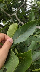 Caryomyia recurvata