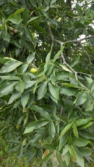 Caryomyia recurvata