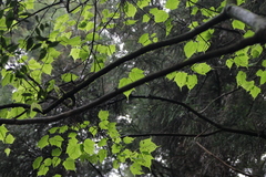 Acer morrisonense